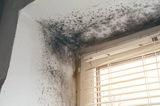 Affordable Mold Cleanup solutions in Renton, WA
